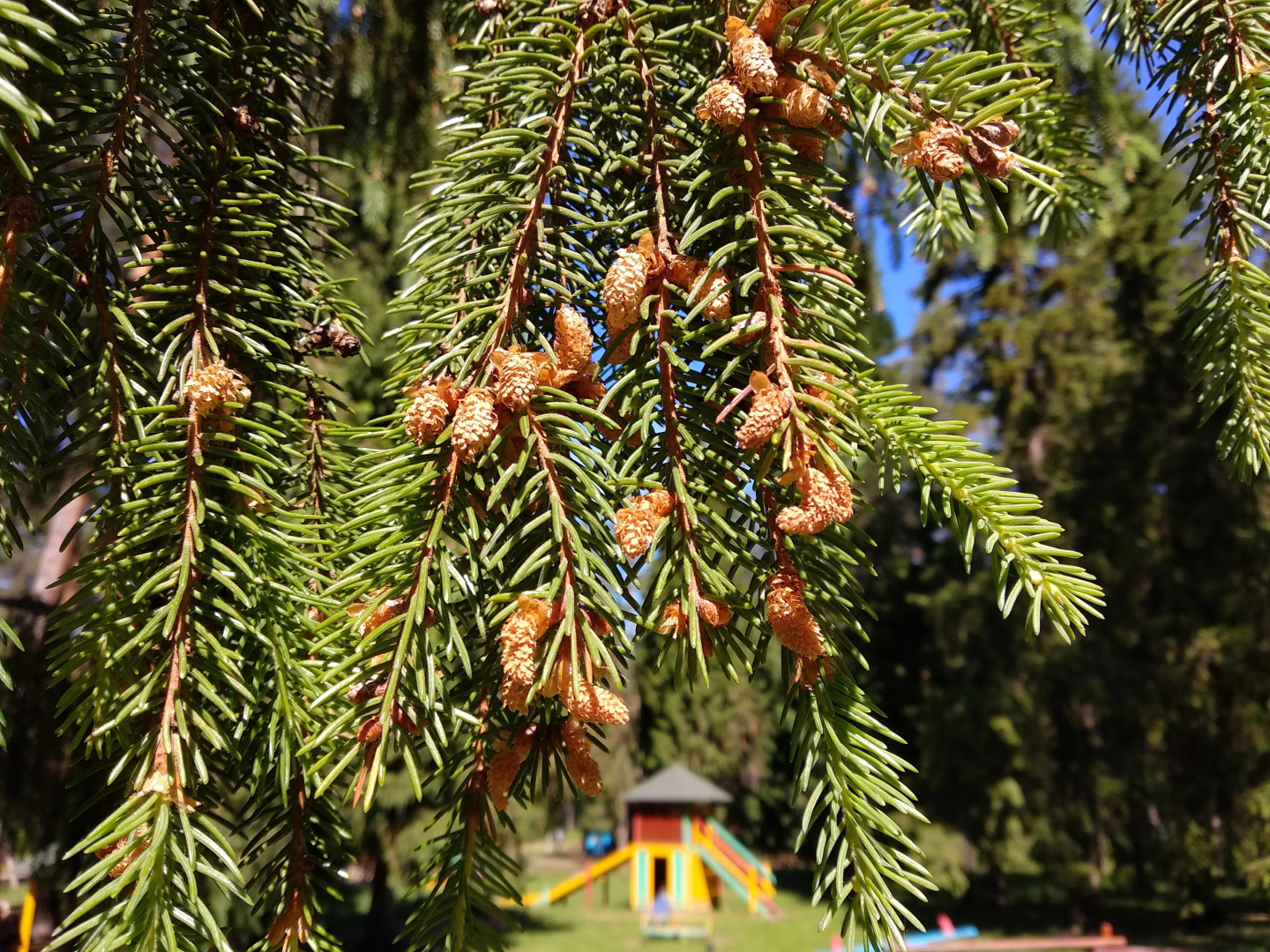 Санаторий Сосновый бор