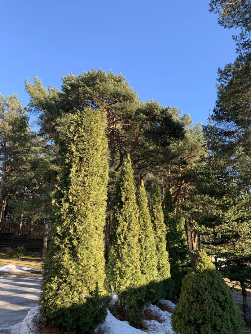 Гостевой дом Форест грин