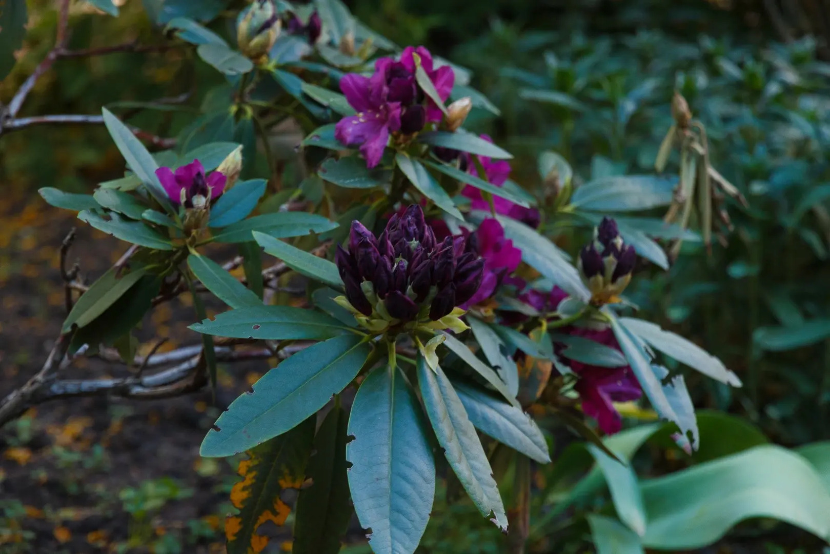 Меблированные комнаты Вилла Северин