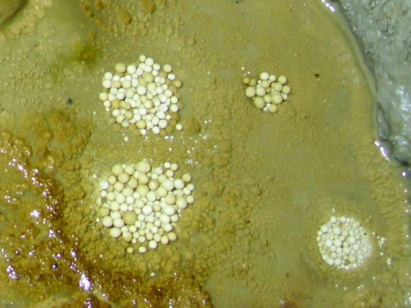 Гостевой Дом Horlog Castle