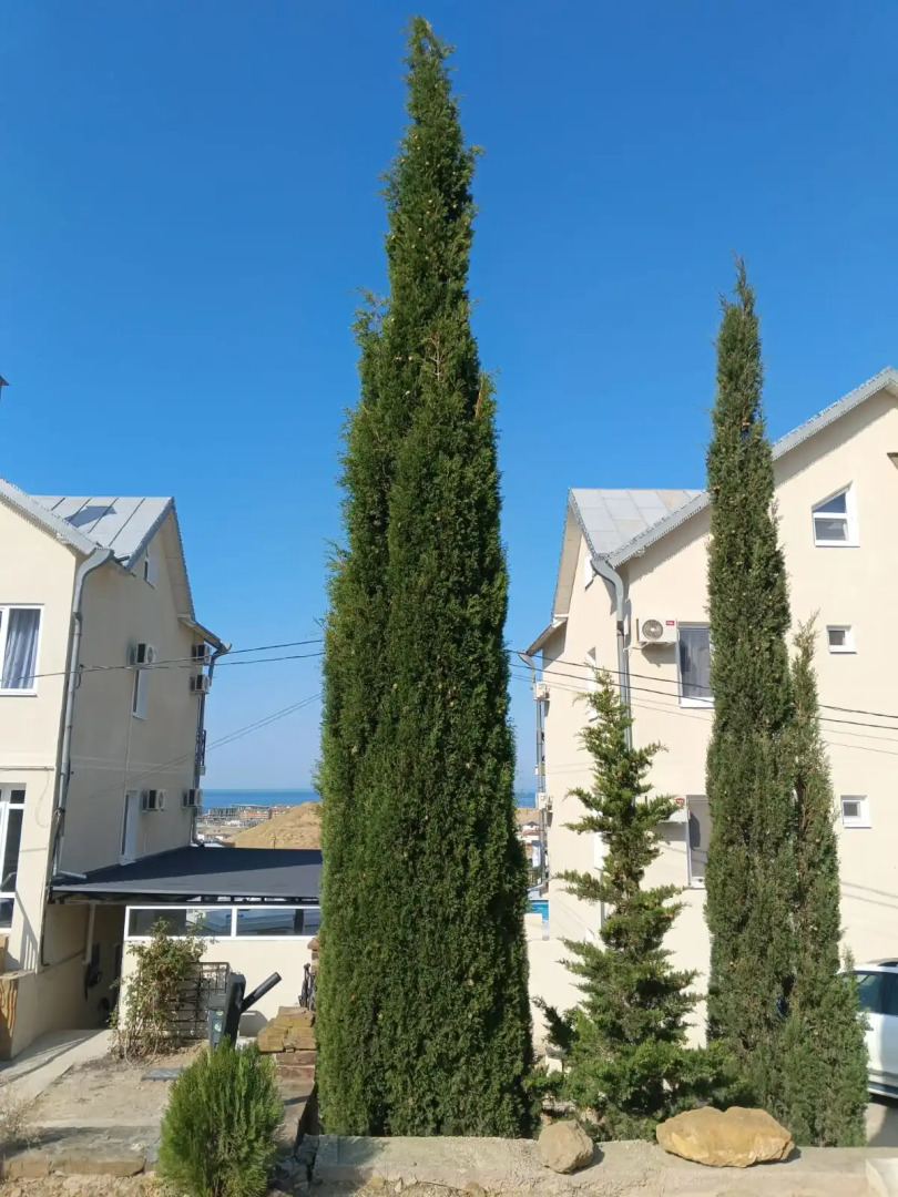 Меблированные комнаты Девятый Вал