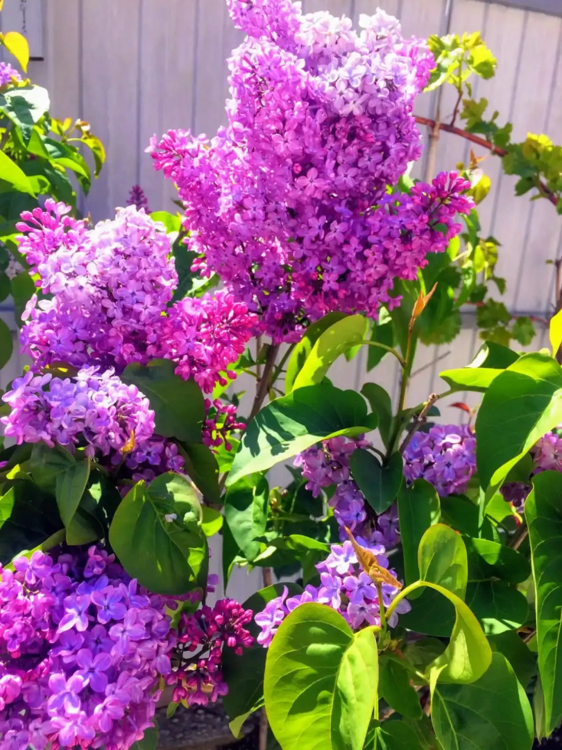 Гостевой дом Муш