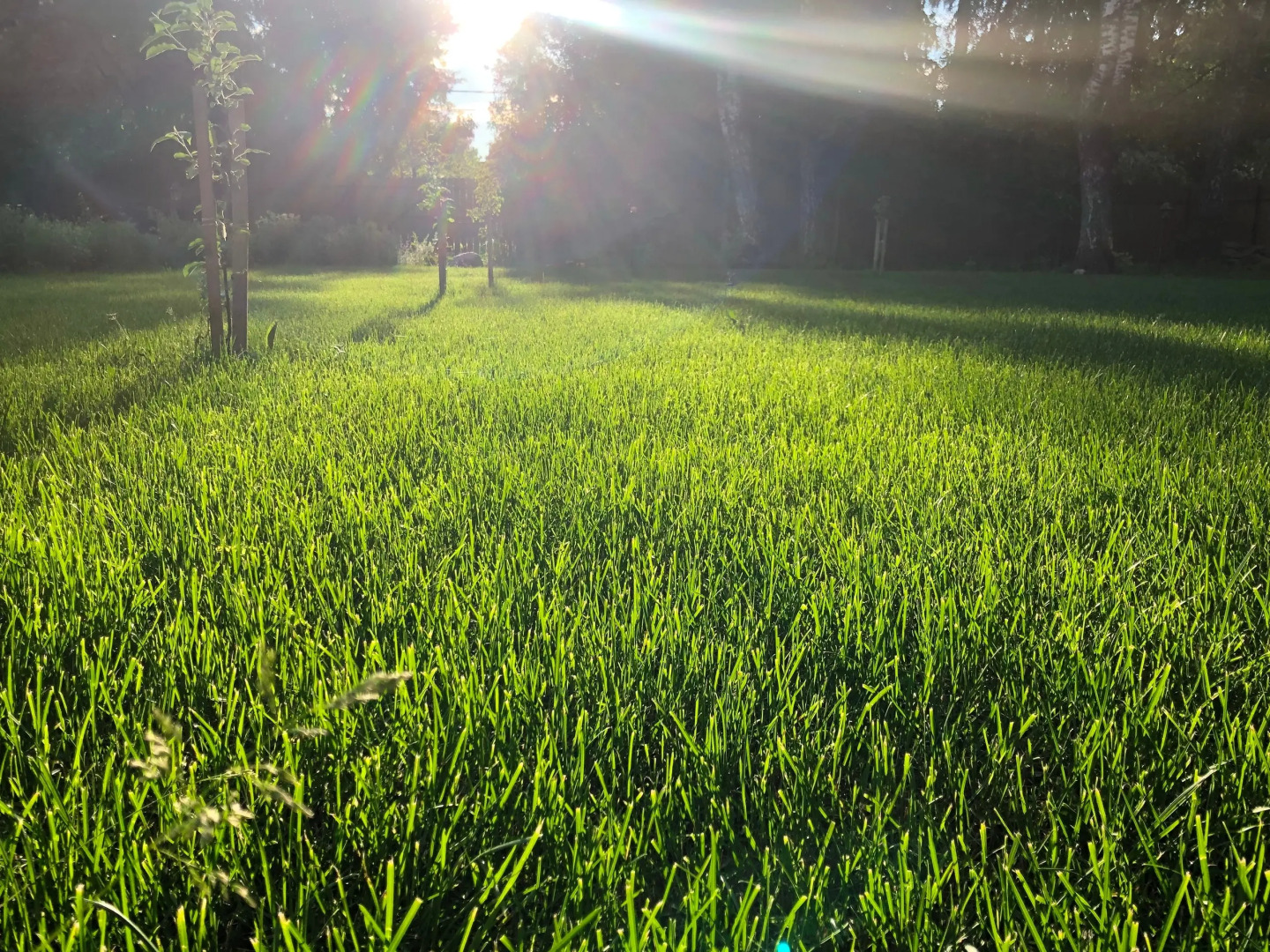 Гостевой Дом Вырицкий Мамонт