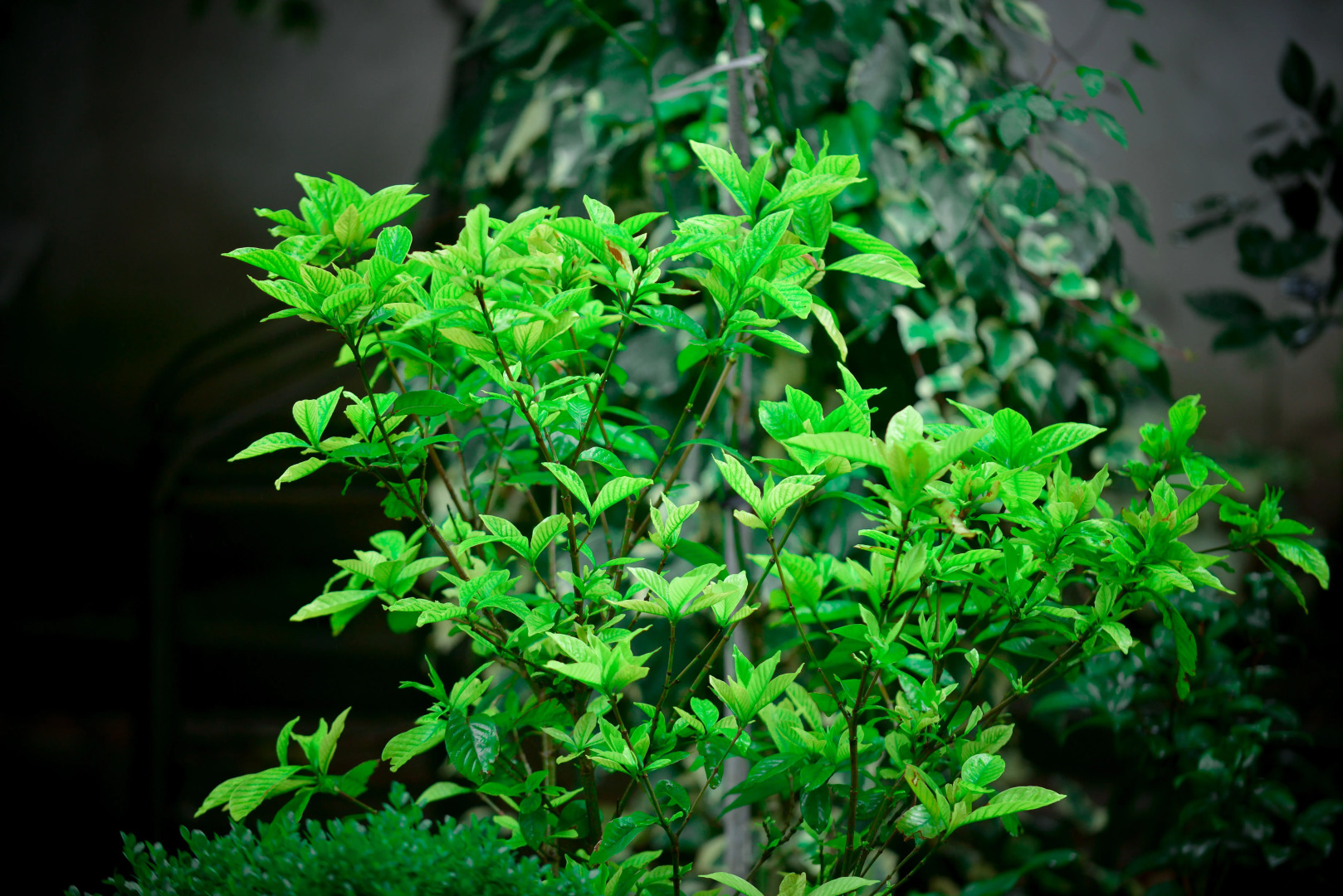 Гостевой дом София Грузия Кутаиси ул, Зугдидская 17