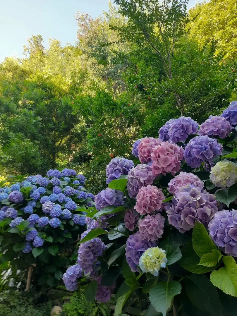 Гостевой дом Эвкалипт