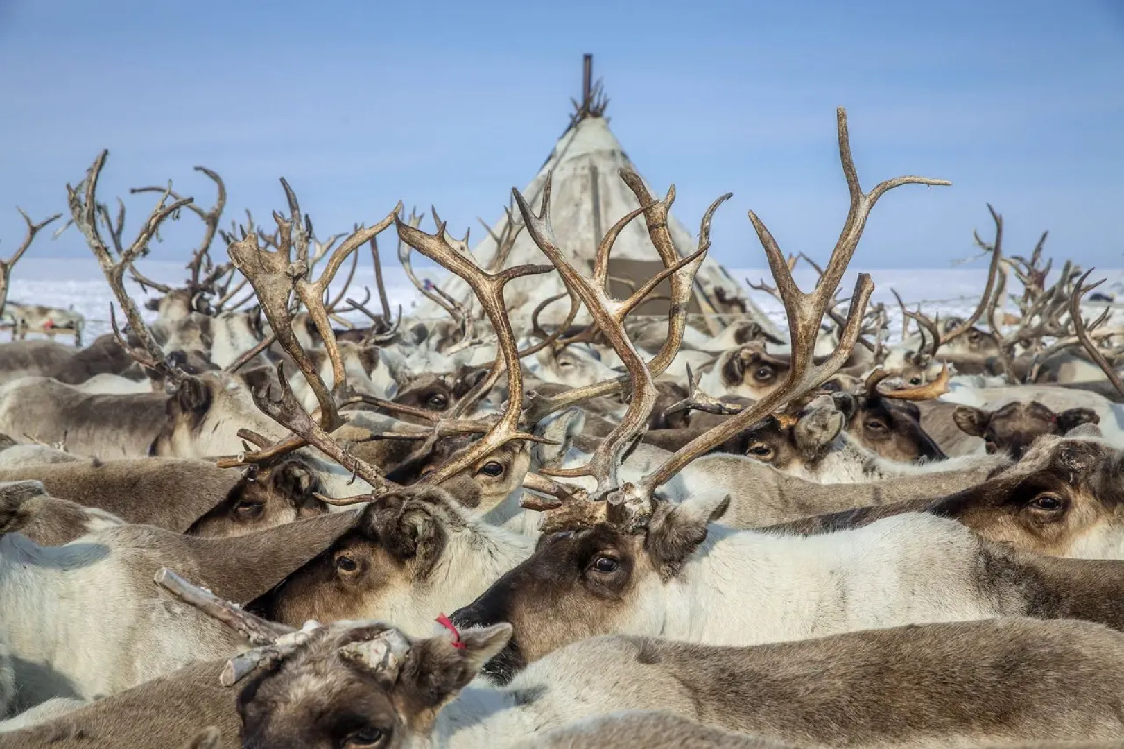 Кемпинг Sava Syo