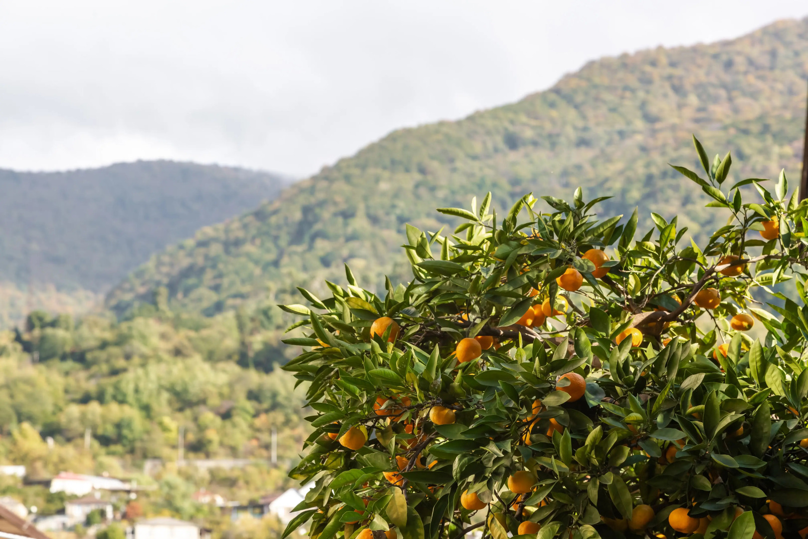 Меблированные комнаты Никус