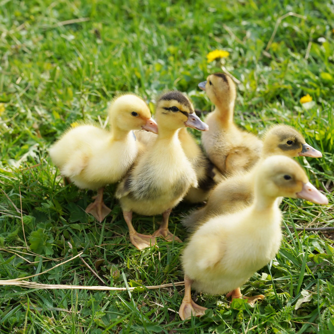 Дом Уютный в стиле Прованс