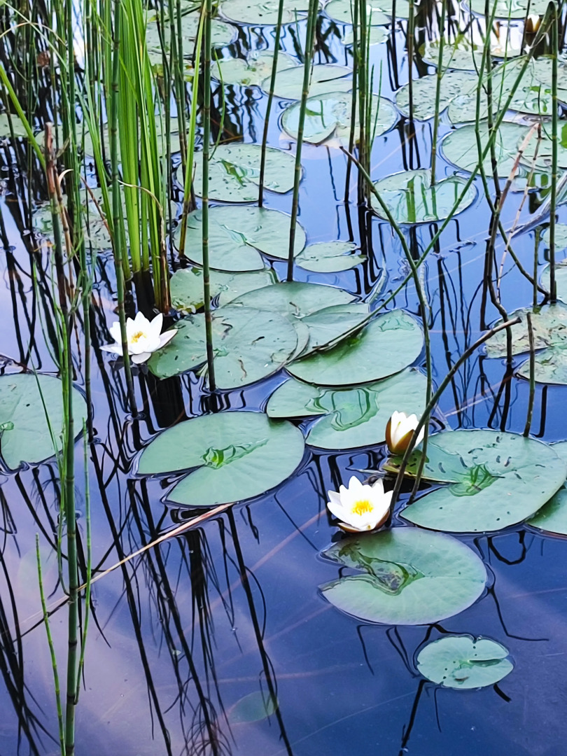 Частный дом у озера