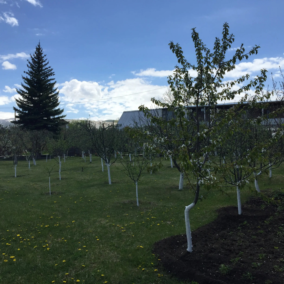 Гостевой Дом Apple Tree
