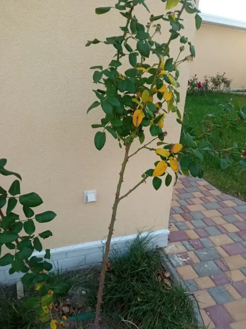 Гостевой дом Усадьба Приморское