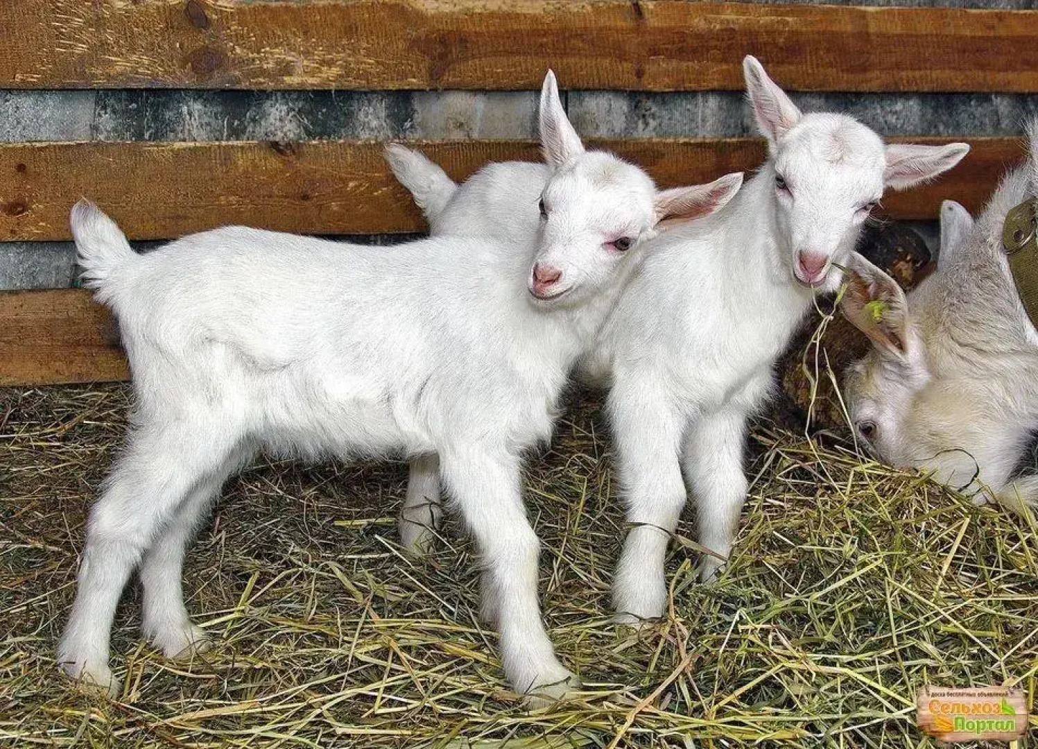 Гостевой дом Басаргино