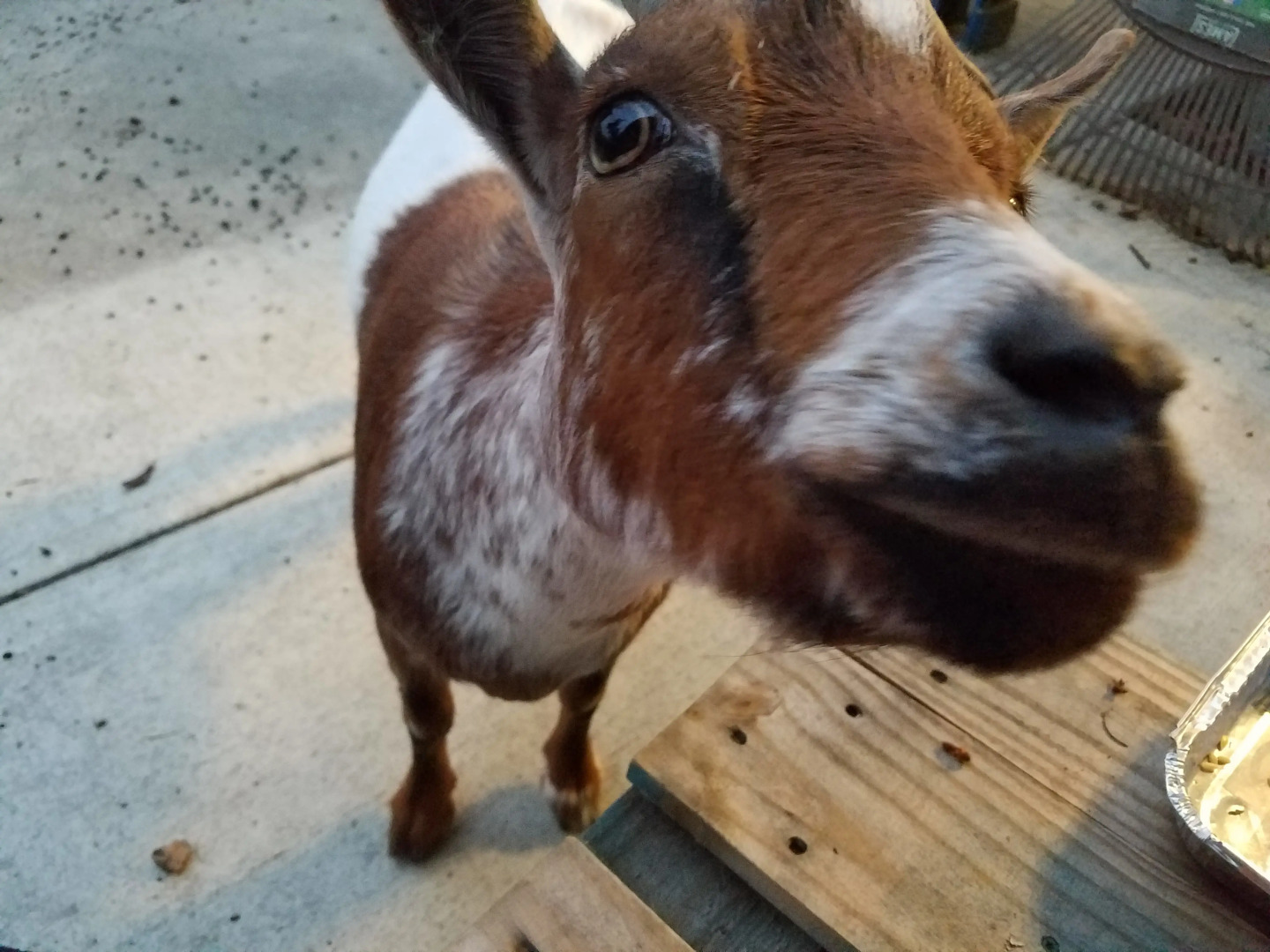 Гостевой Дом Gomez