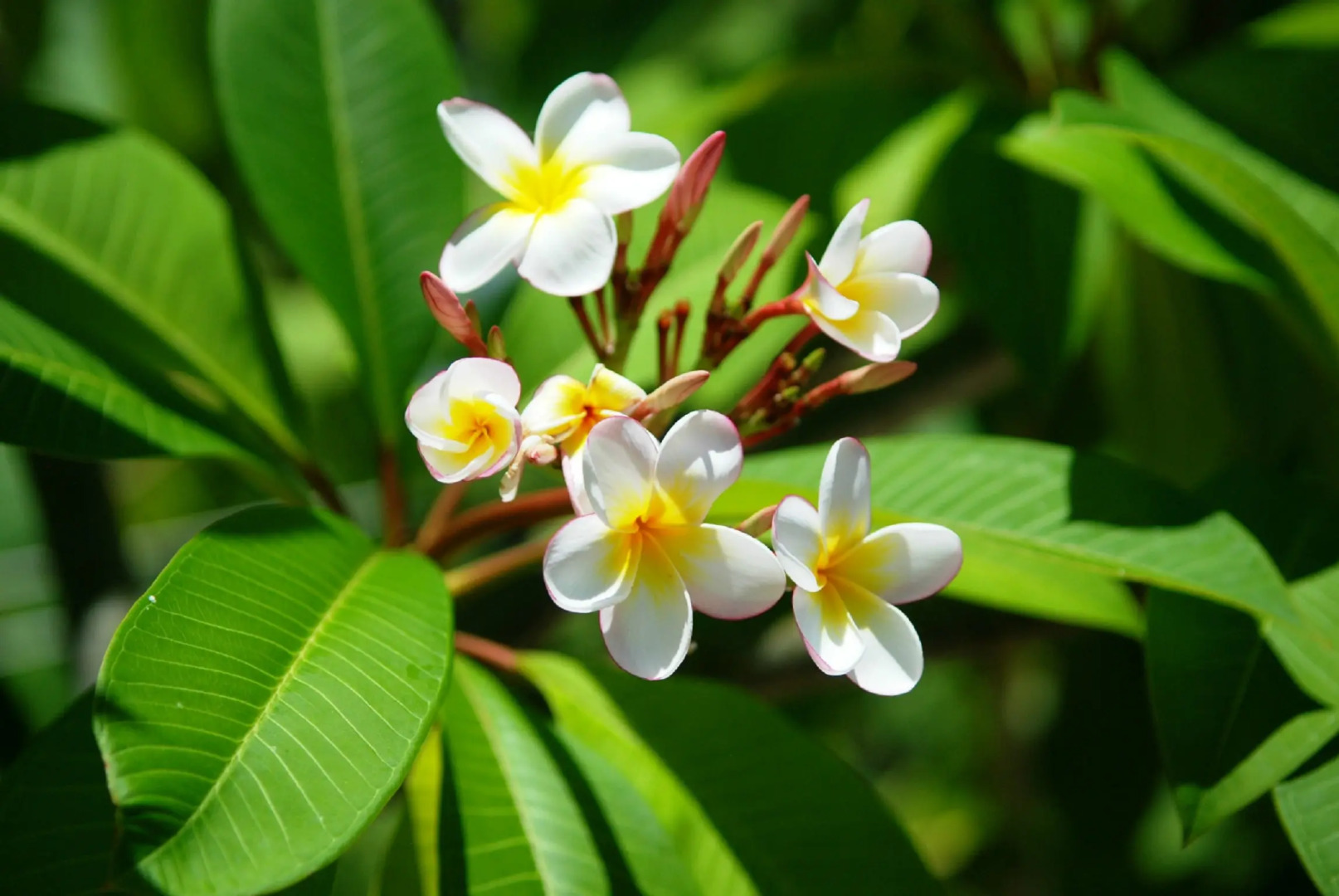 Мини-отель Polina Park