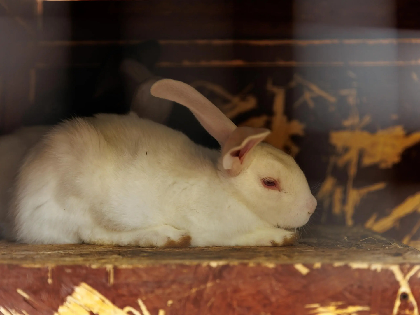 Отель Кумуткан