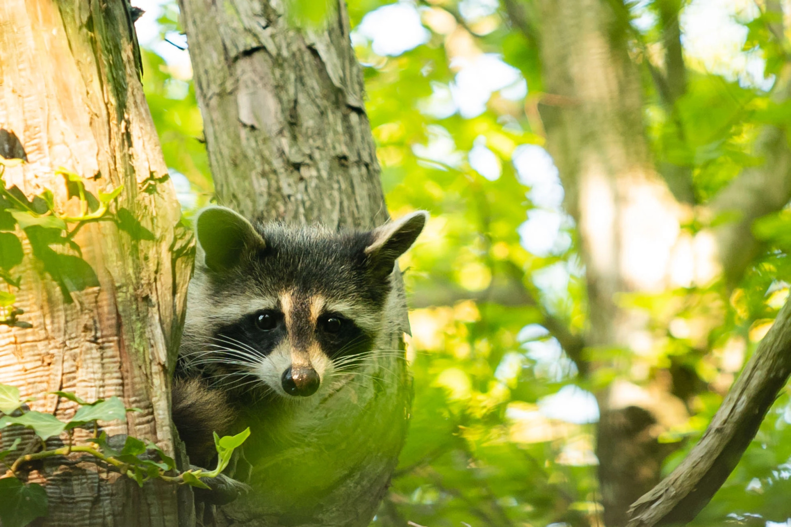 Гостевой дом Предгорье Сукко