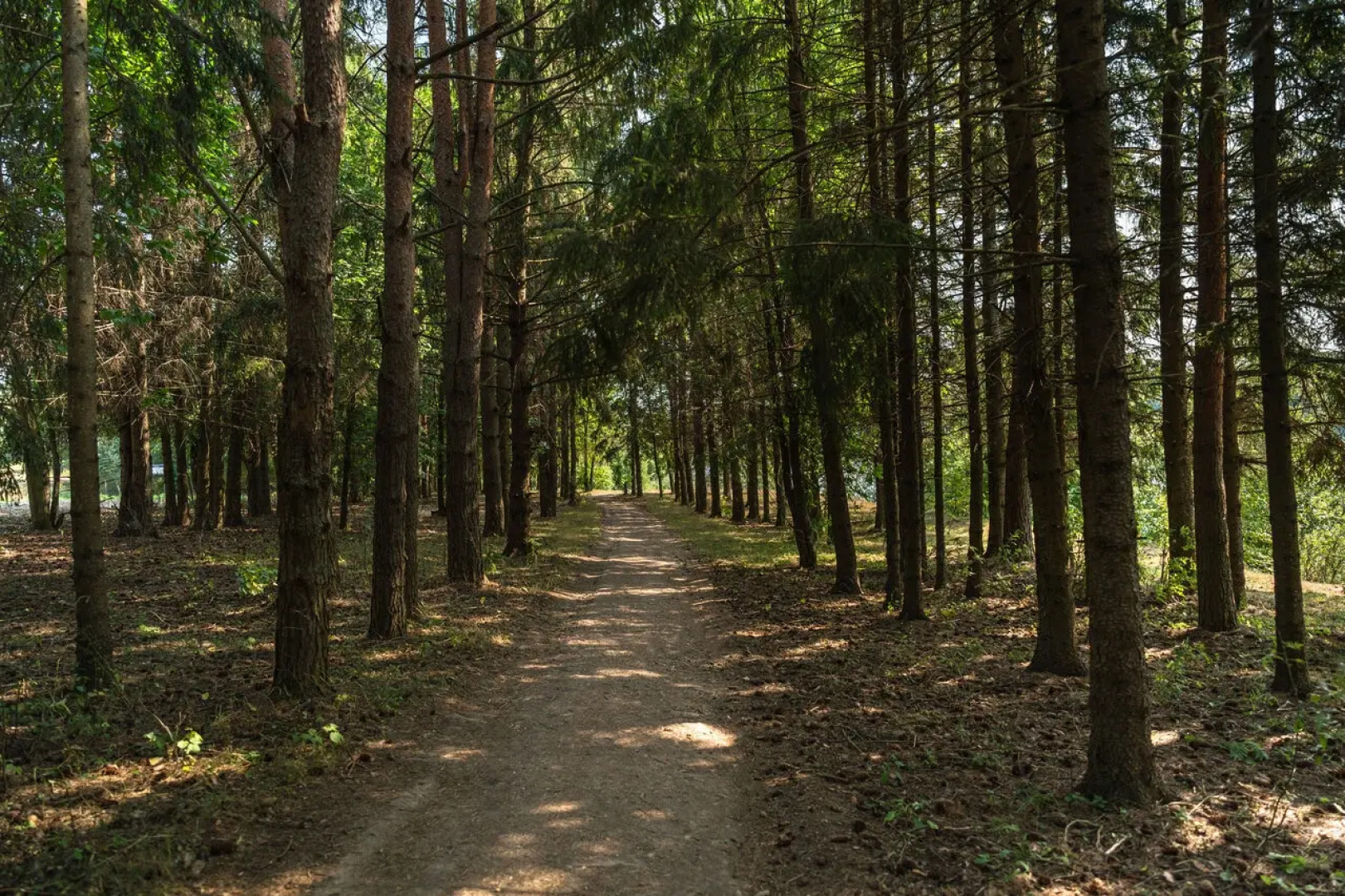 Частный дом в березах