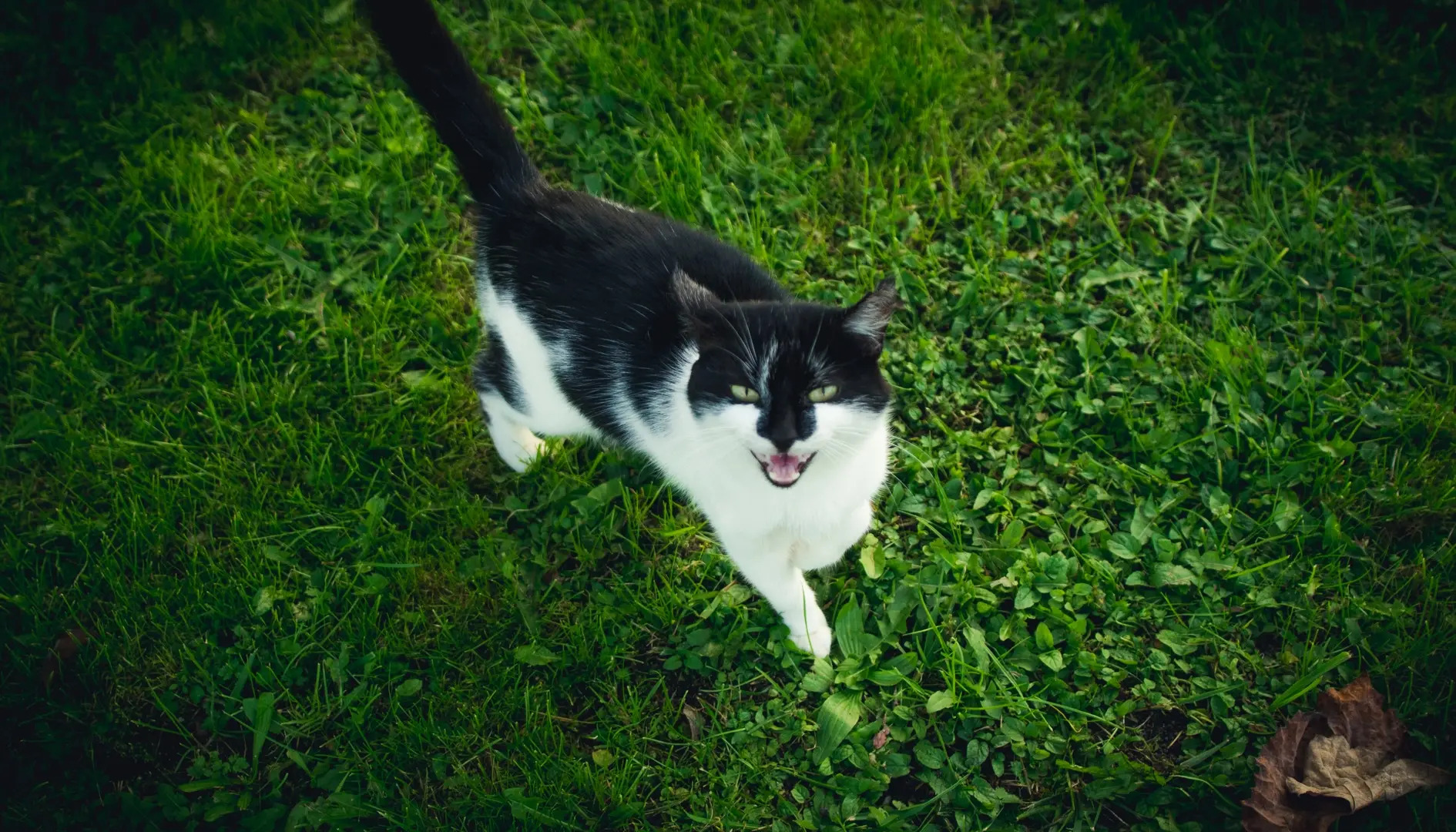 Гостевой дом Мечта в Беловежской Пуще