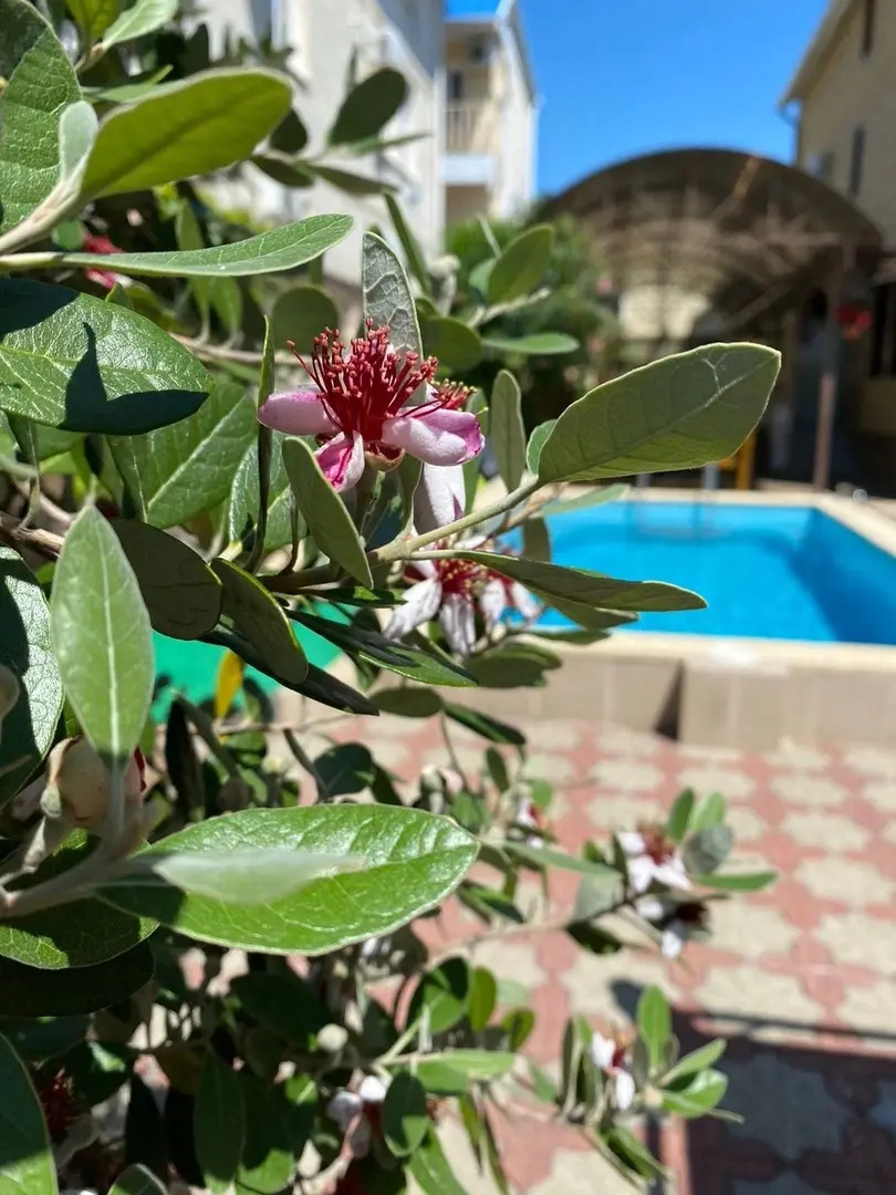 Гостевой дом Белая Березка