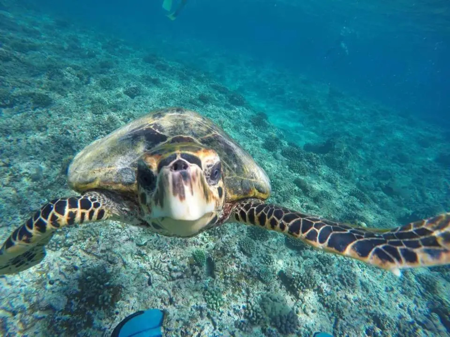 Гостевой Дом Holiday Cottage Maldives