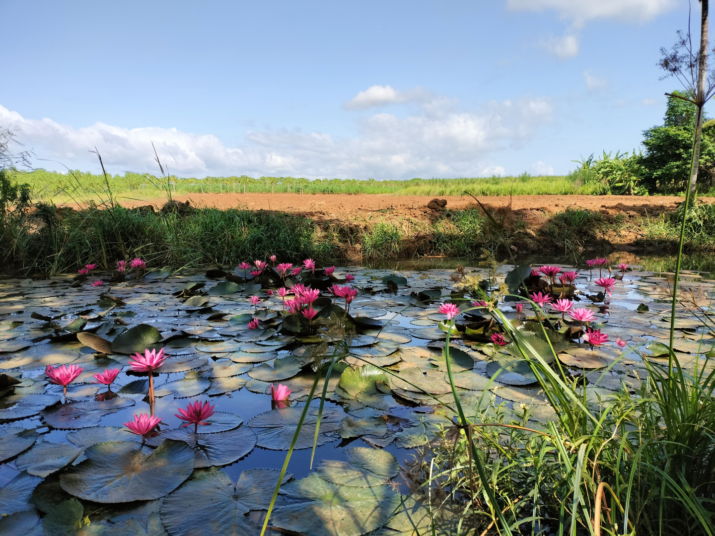 Глэмпинг Harmony Haven in Udawalawe