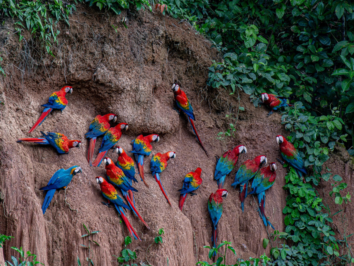 Отель Refugio Amazonas