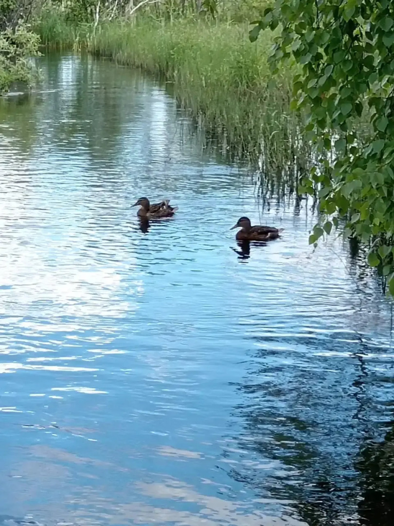 Гостевой дом "Загородный"