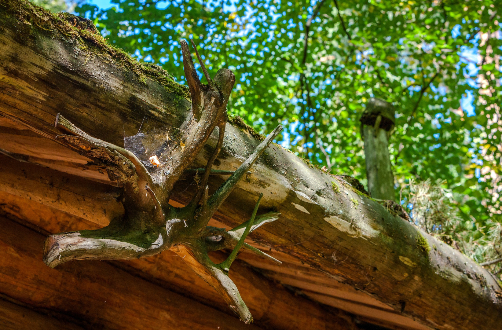 Отель Лесная Слобода