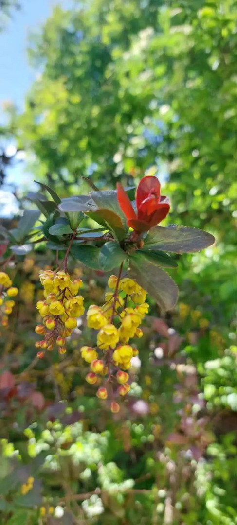 База отдыха Алтайская Роза