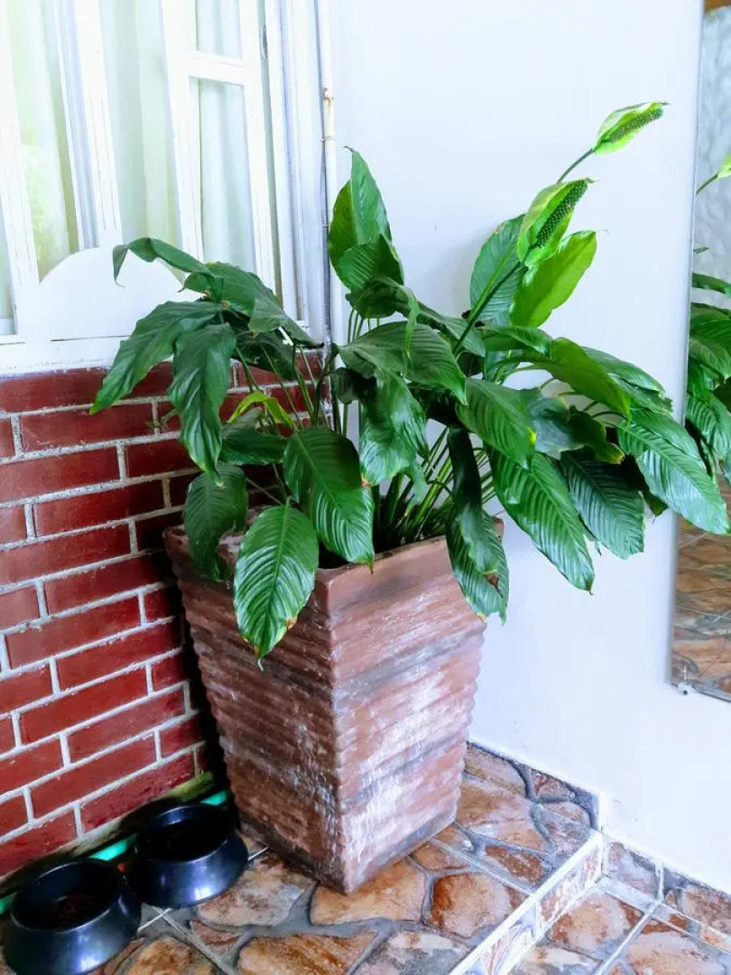 Хостел Randuky