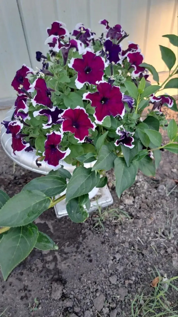 Гостевой дом Таловиночка