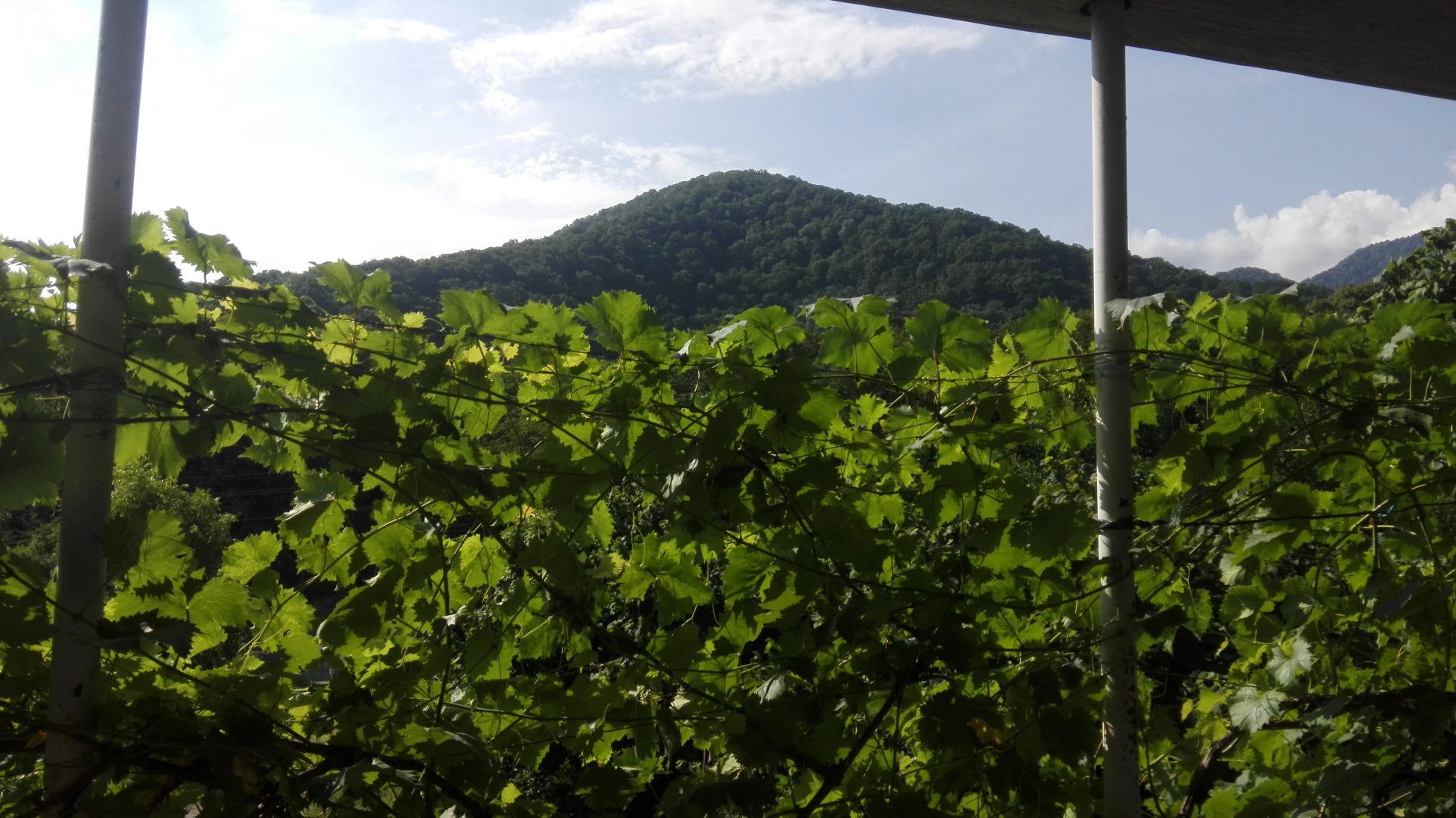 Гостевой Дом Мимино