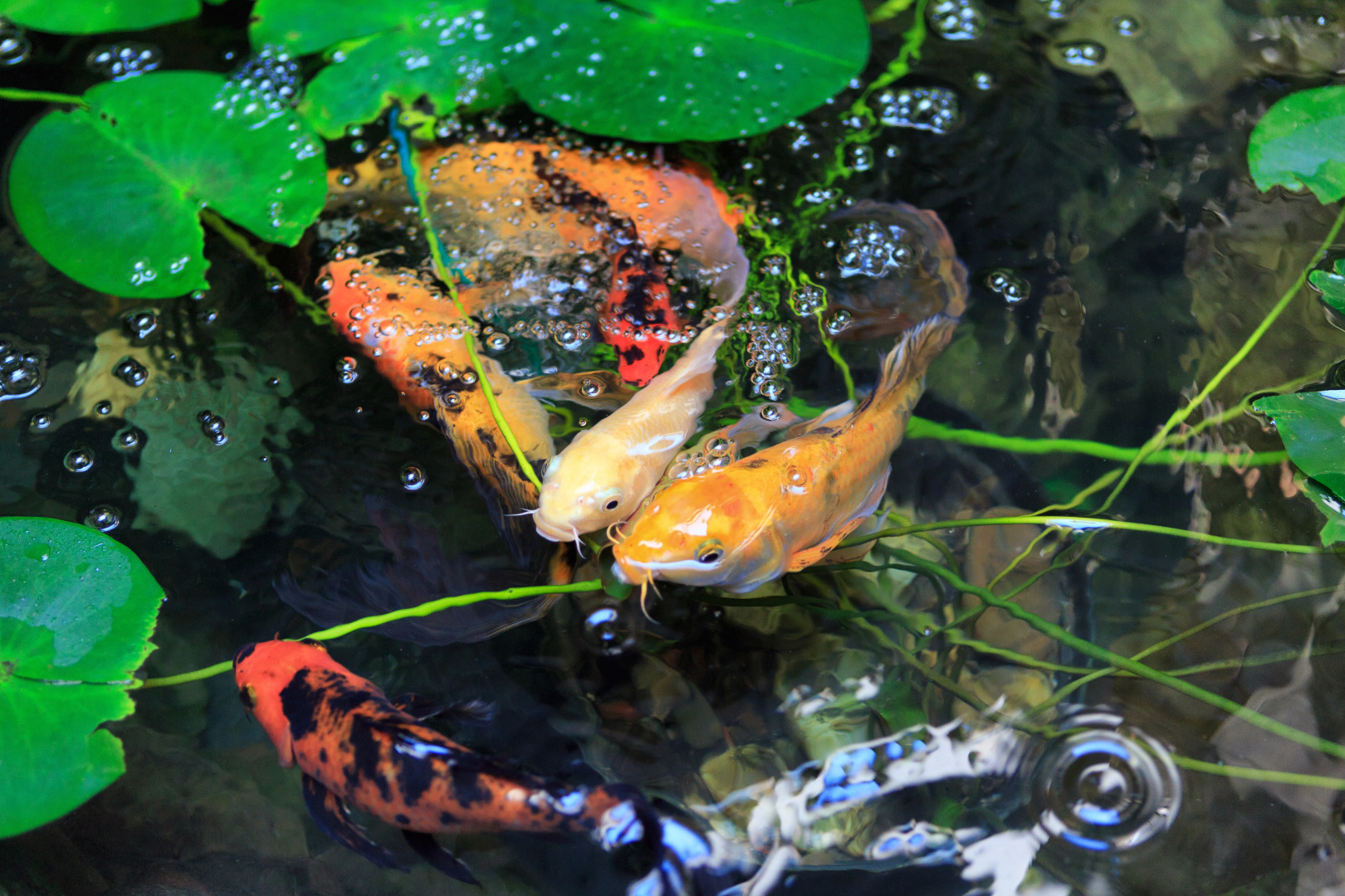 Отель Alarus Luxe Hotel & Restaurant