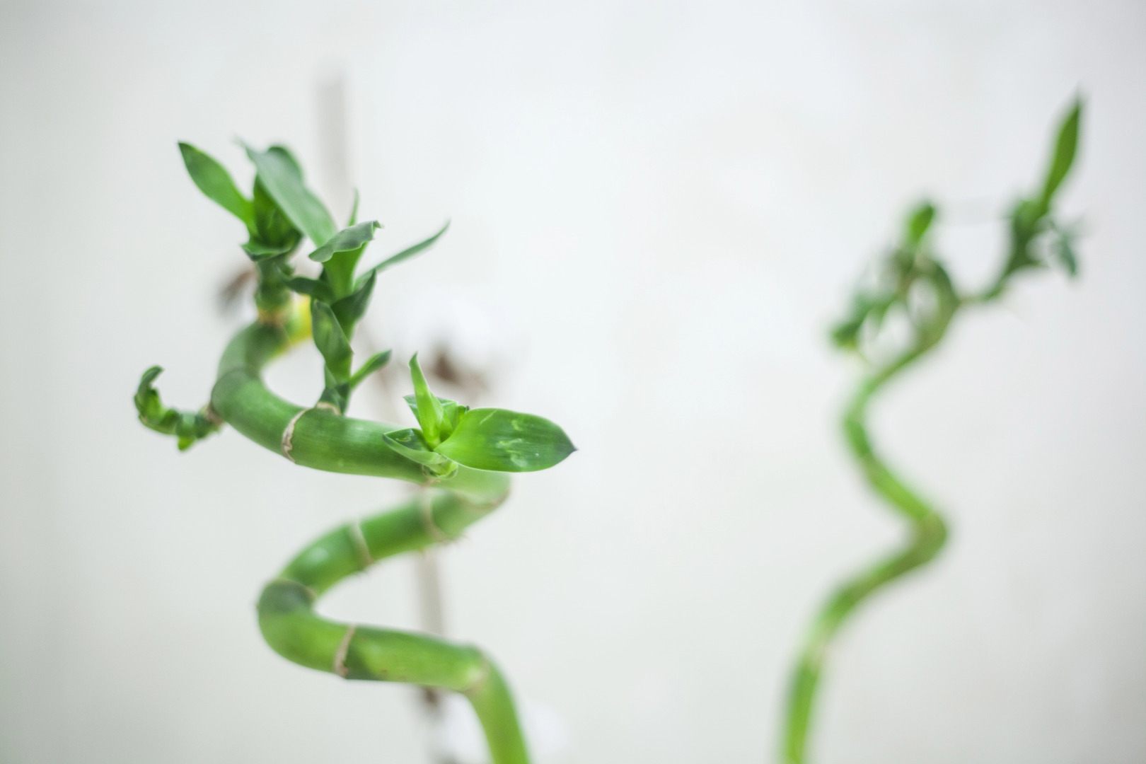 Отель Фарфалле