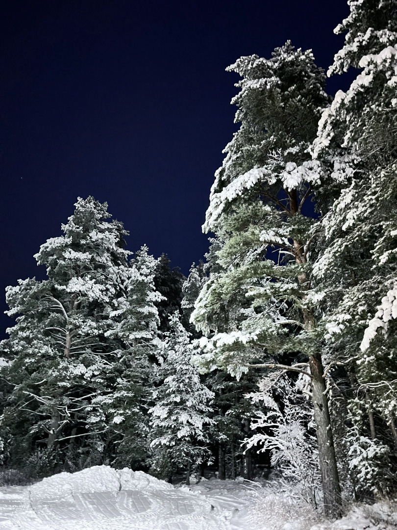 Частный дом в соснах