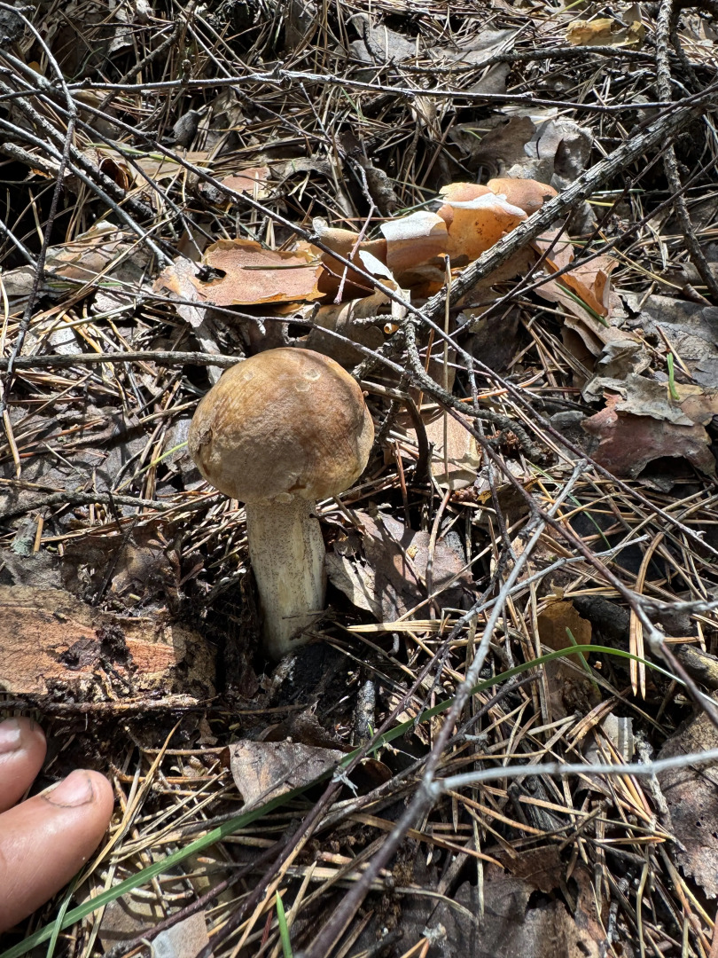 Частный дом уютный домик рядом озеро и сосновый бор