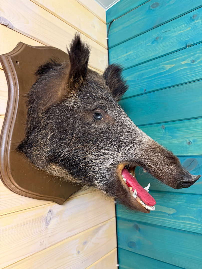 Коттедж Тристан в 15 минутах от Санкт-Петербурга