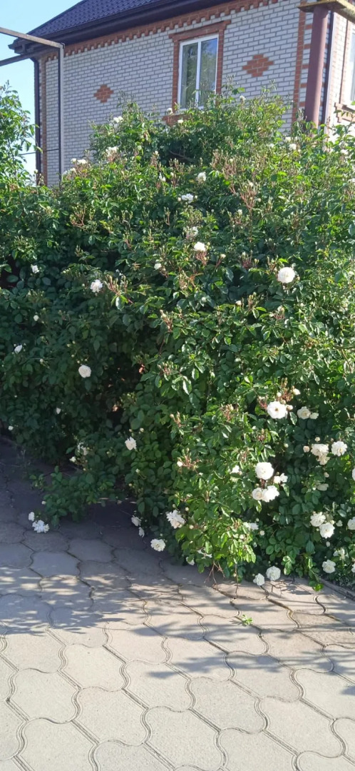 Гостевой Дом на Кленовой