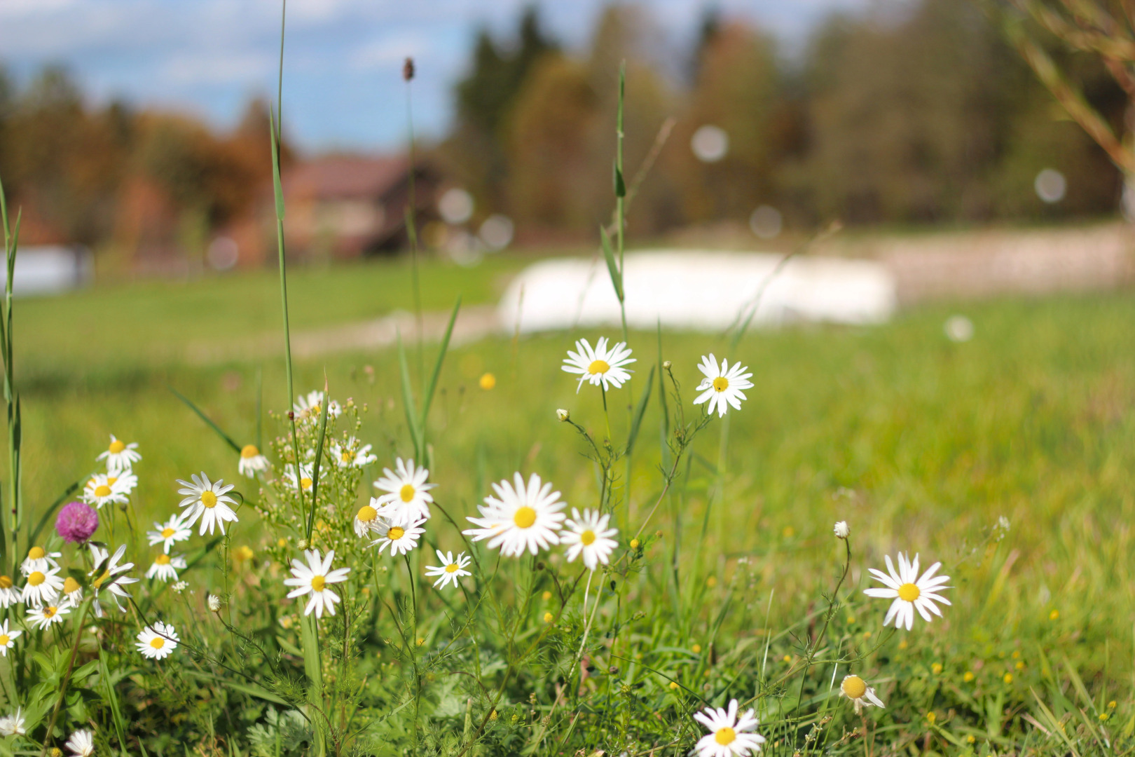 Отель Лепота