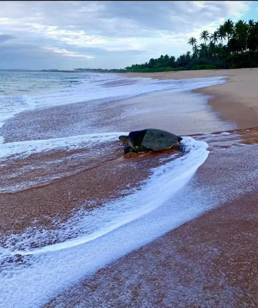 Мини-отель Tomorrowland Beach Villas & Fisherman's Wharf Restaurant