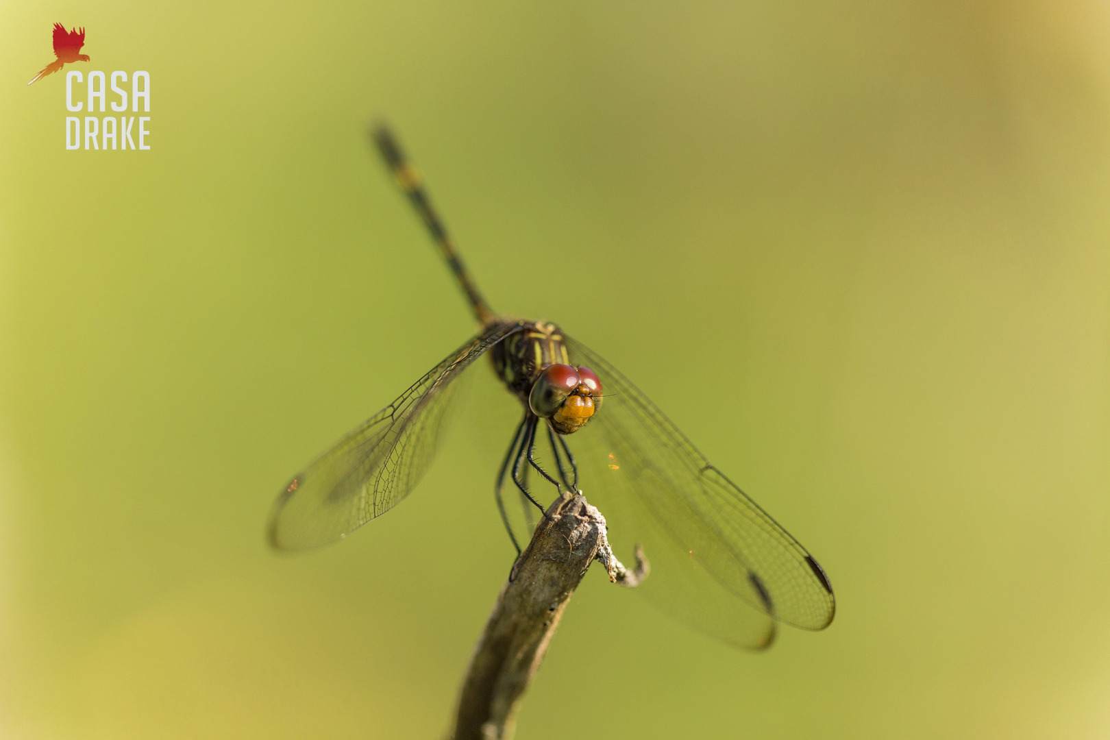 Отель Casa Drake Lodge
