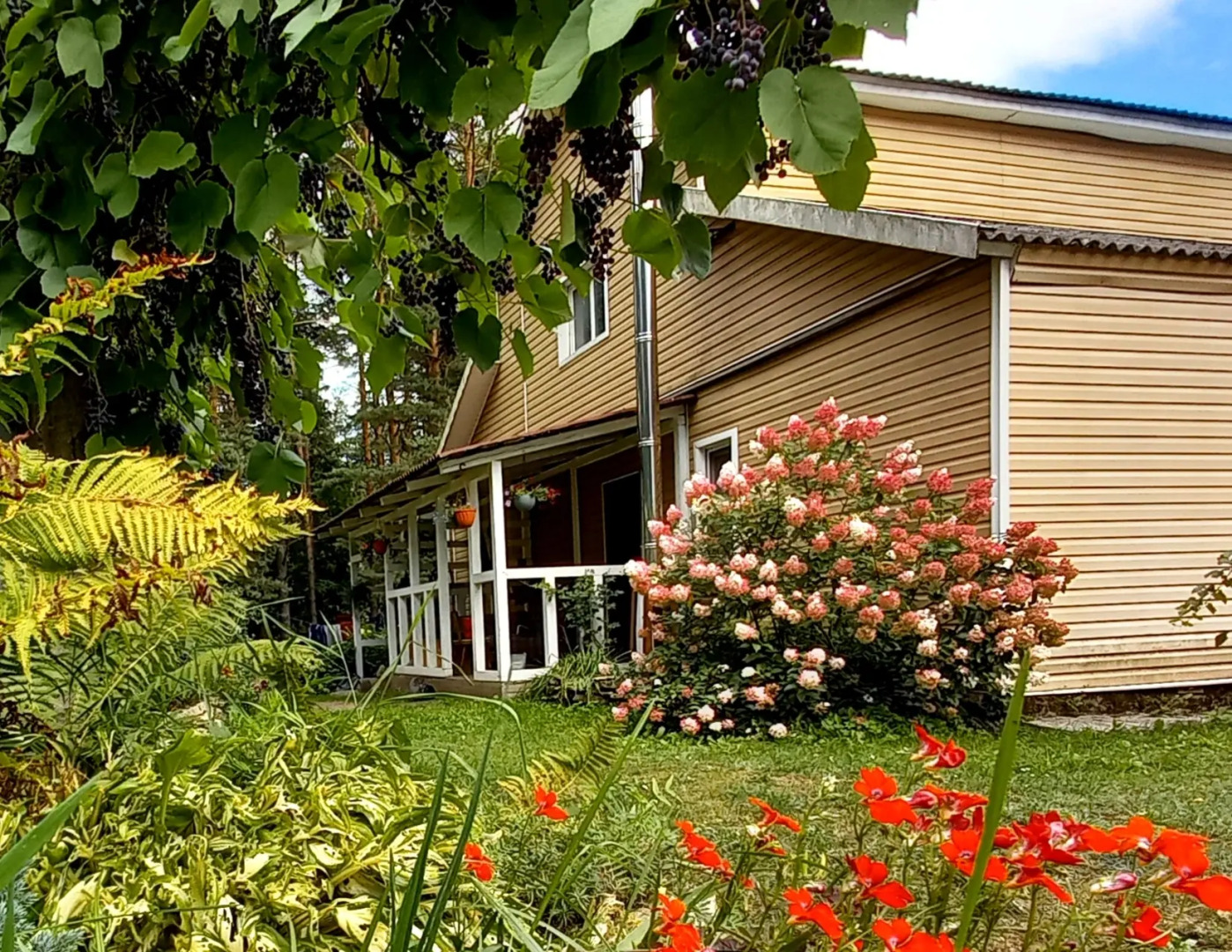 Дом у сосен