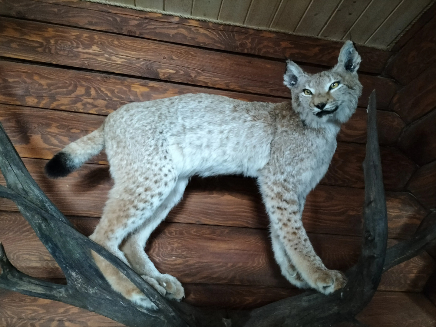 Гостевой дом Мышкин двор Барабановъ