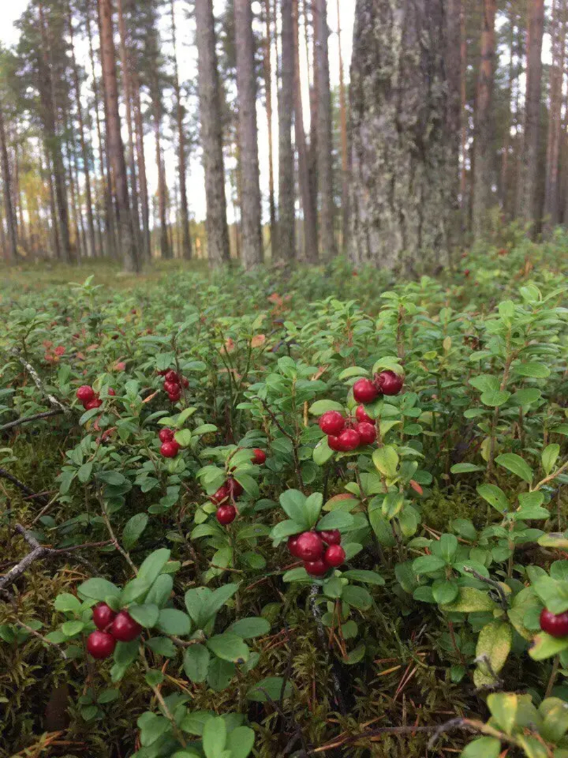 Гостевой дом Лось