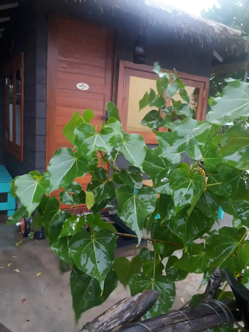 Мини-отель Tomorrowland Beach Villas & Fisherman's Wharf Restaurant