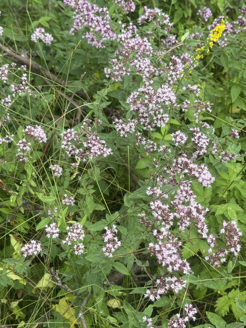 Частный дом уютный домик рядом озеро и сосновый бор