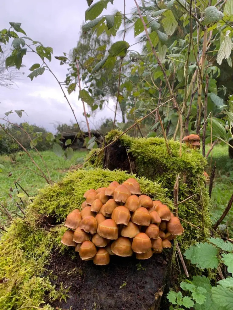 Изба Пасечника Пятиместная Хутор Медовый