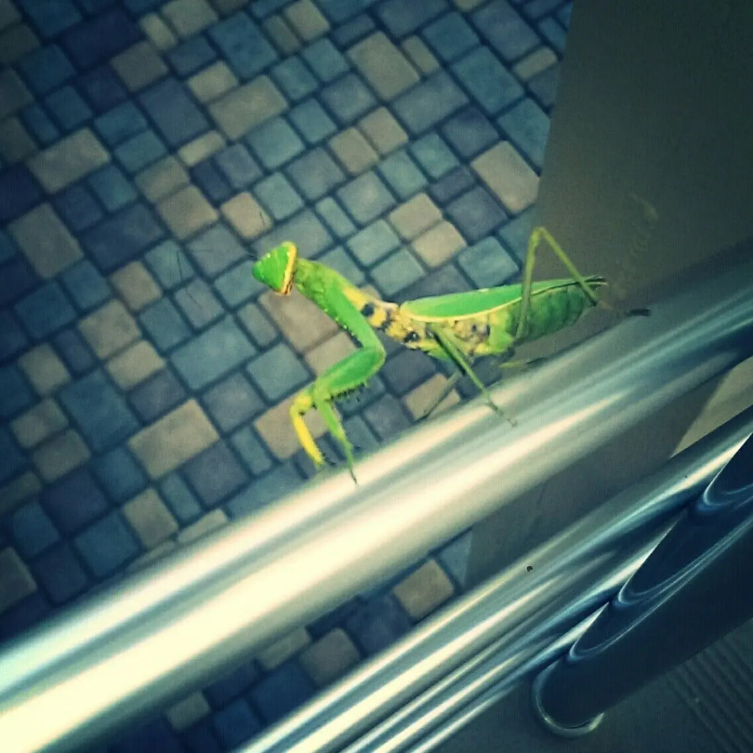 Гостевой Дом Coral