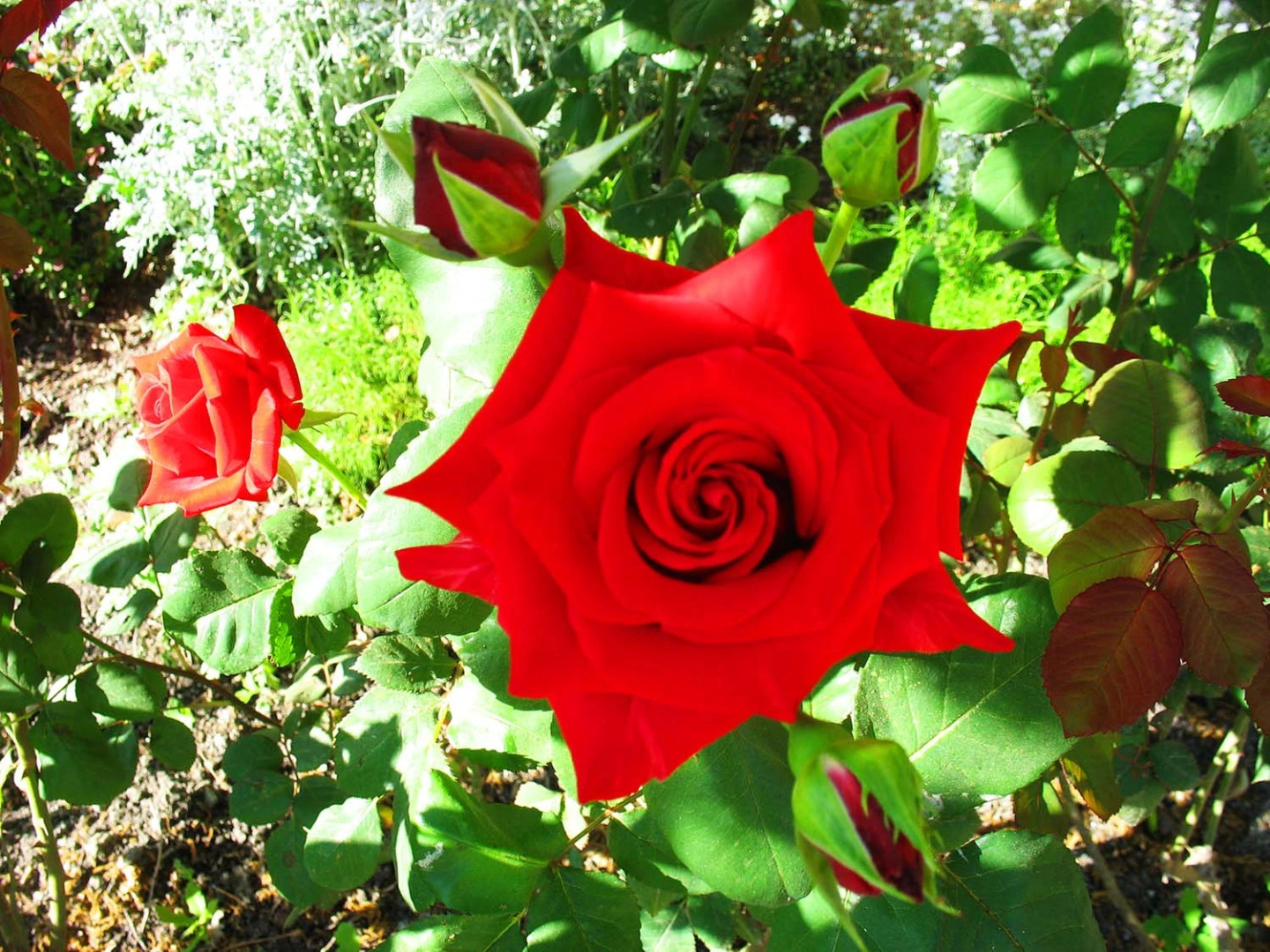 Курортный отель Орхидея