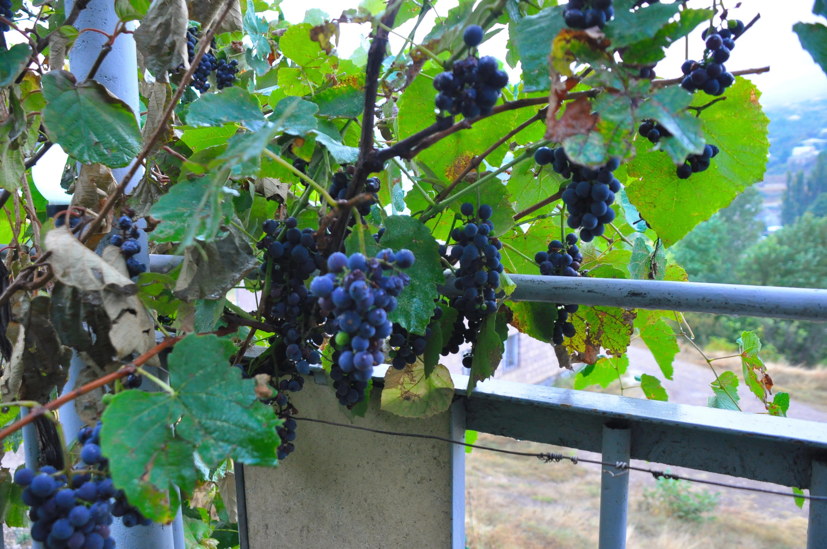 Гостевой дом Kamar